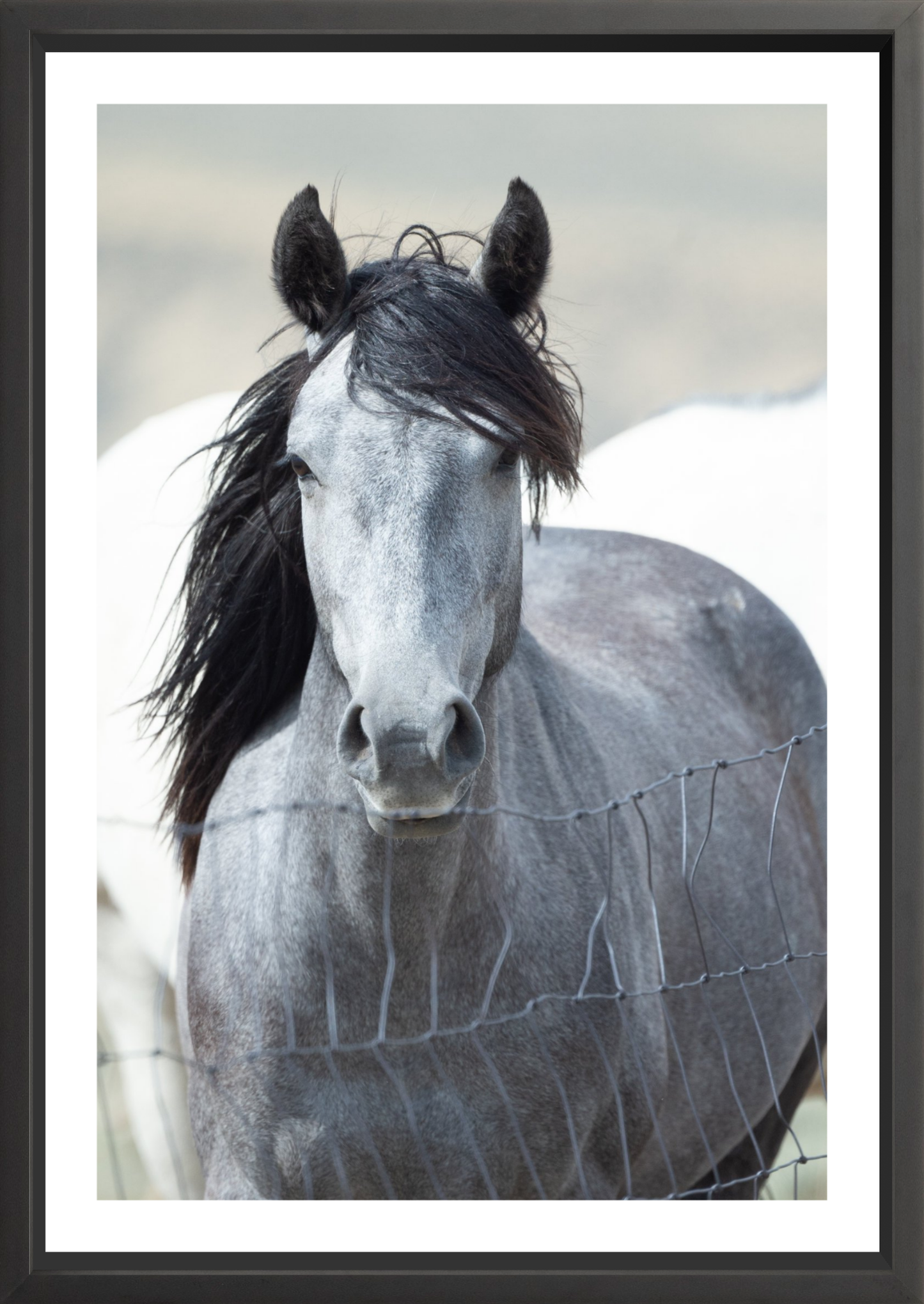 24"x36" / Black / Border