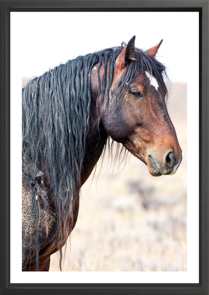 24"x36" / Black / Border