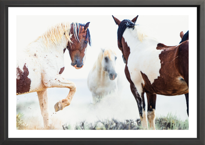 36"x24" / Black / Border