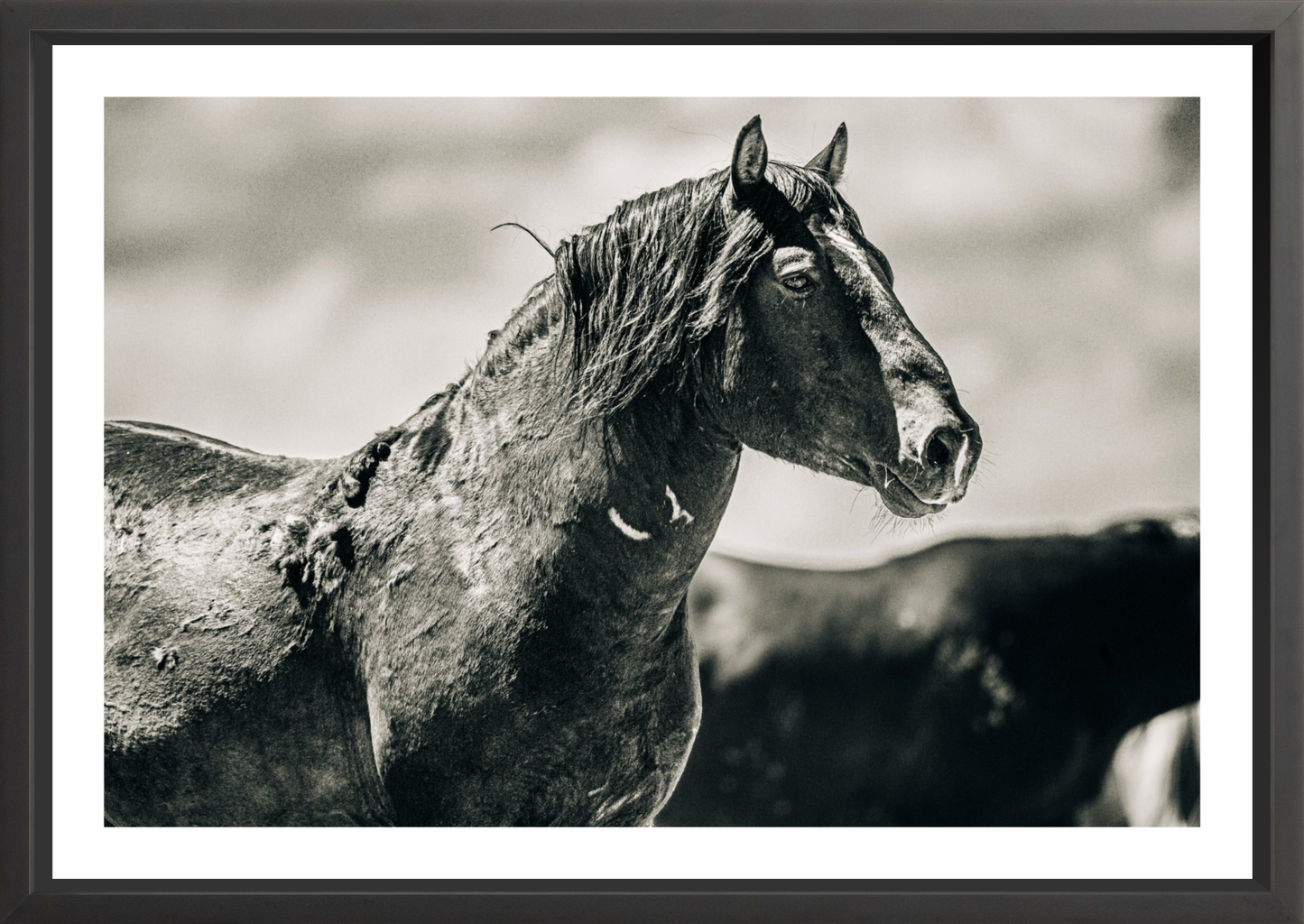 36"x24" / Black / Border