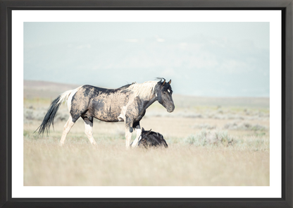 36"x24" / Black / Border