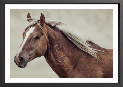 36"x24" / Black / Border