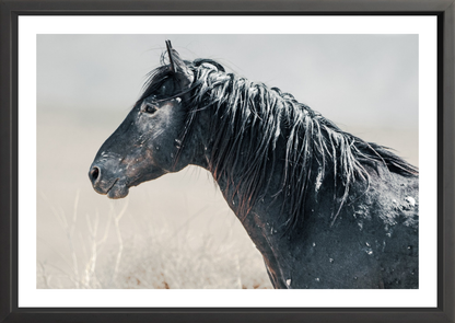 36"x24" / Black / Border