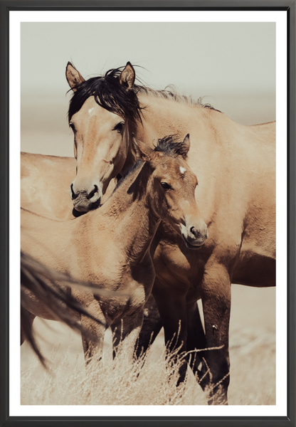 40"x60" / Black / Border