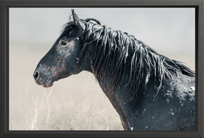 36"x24" / Black / Full Bleed