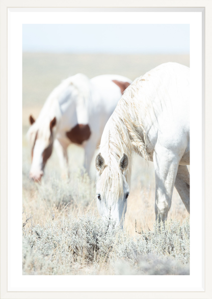 24"x36" / White / Border