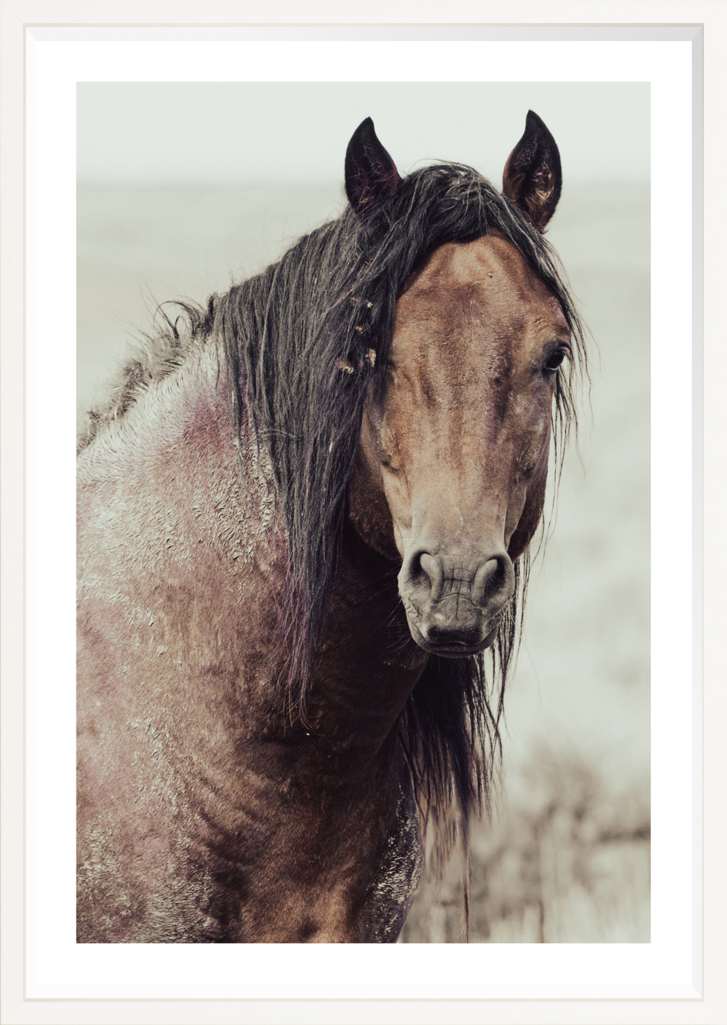 24"x36" / White / Border