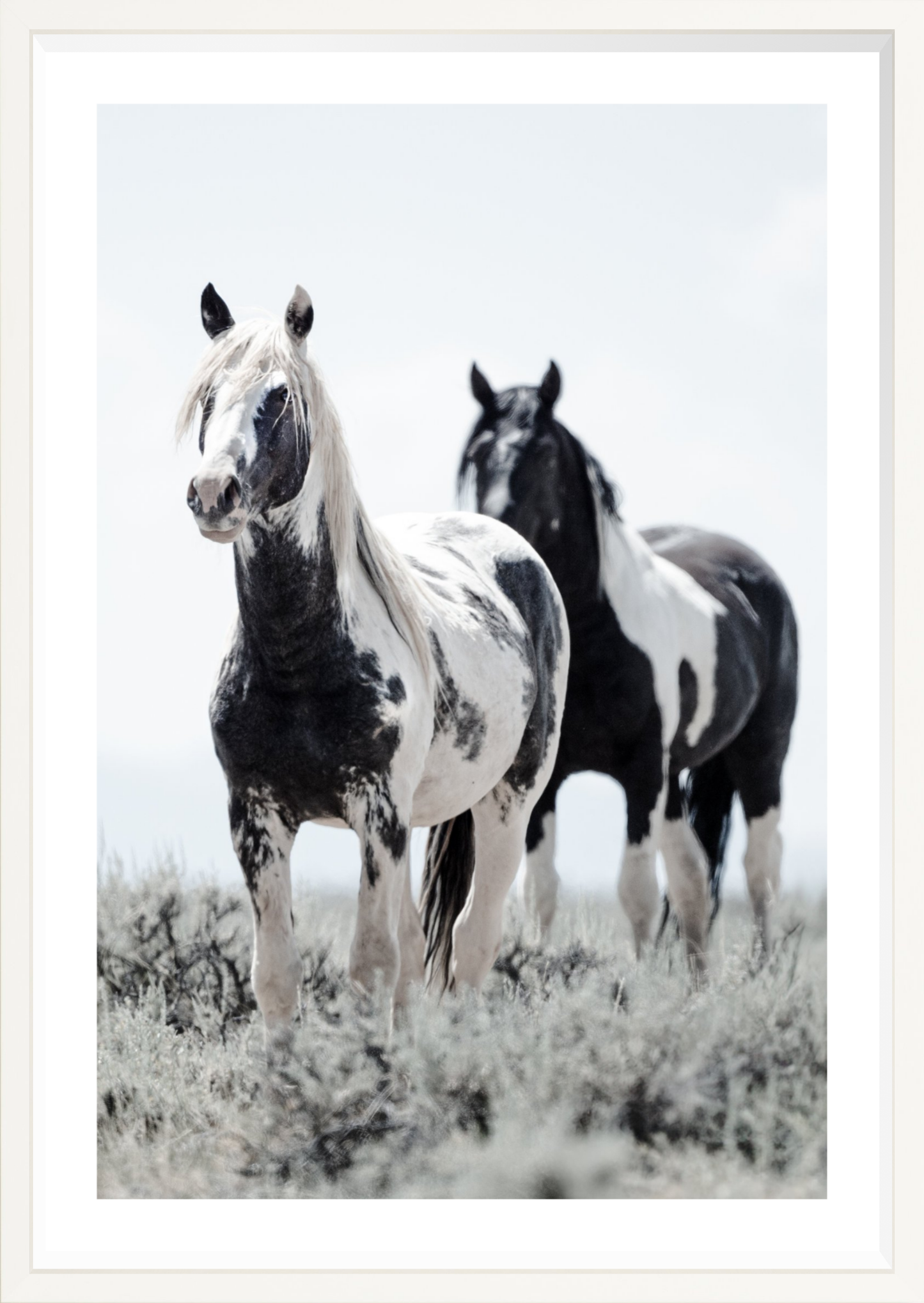 24"x36" / White / Border