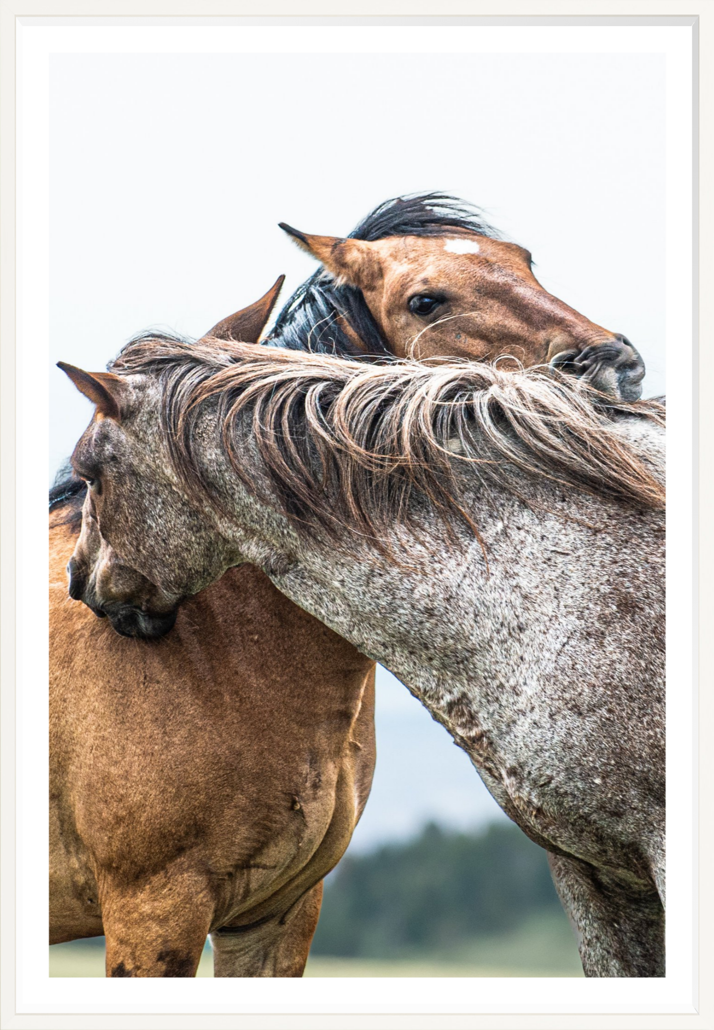 40"x60" / White / Border