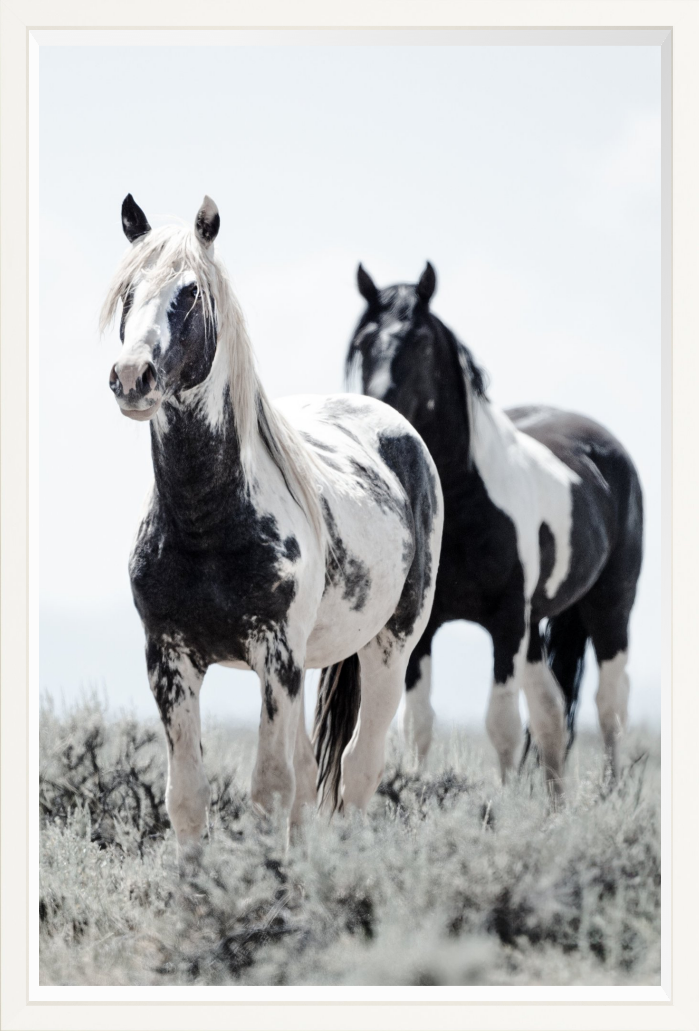 24"x36" / White / Full Bleed