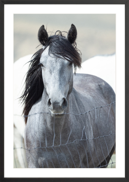 20"x30" / Black / Border