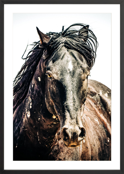20"x30" / Black / Border