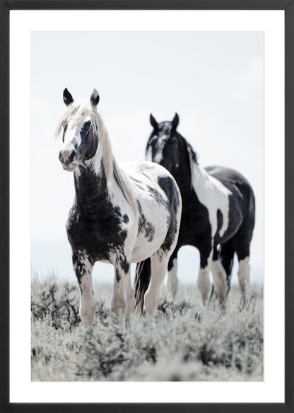 20"x30" / Black / Border