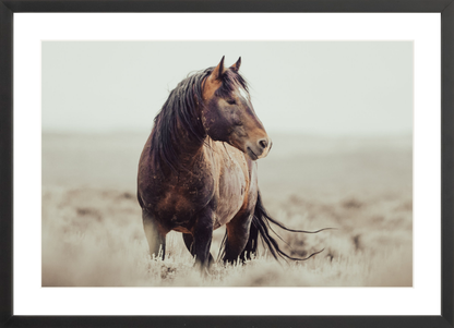 24"x16" / Black / Border