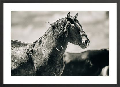 24"x16" / Black / Border