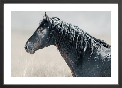 24"x16" / Black / Border
