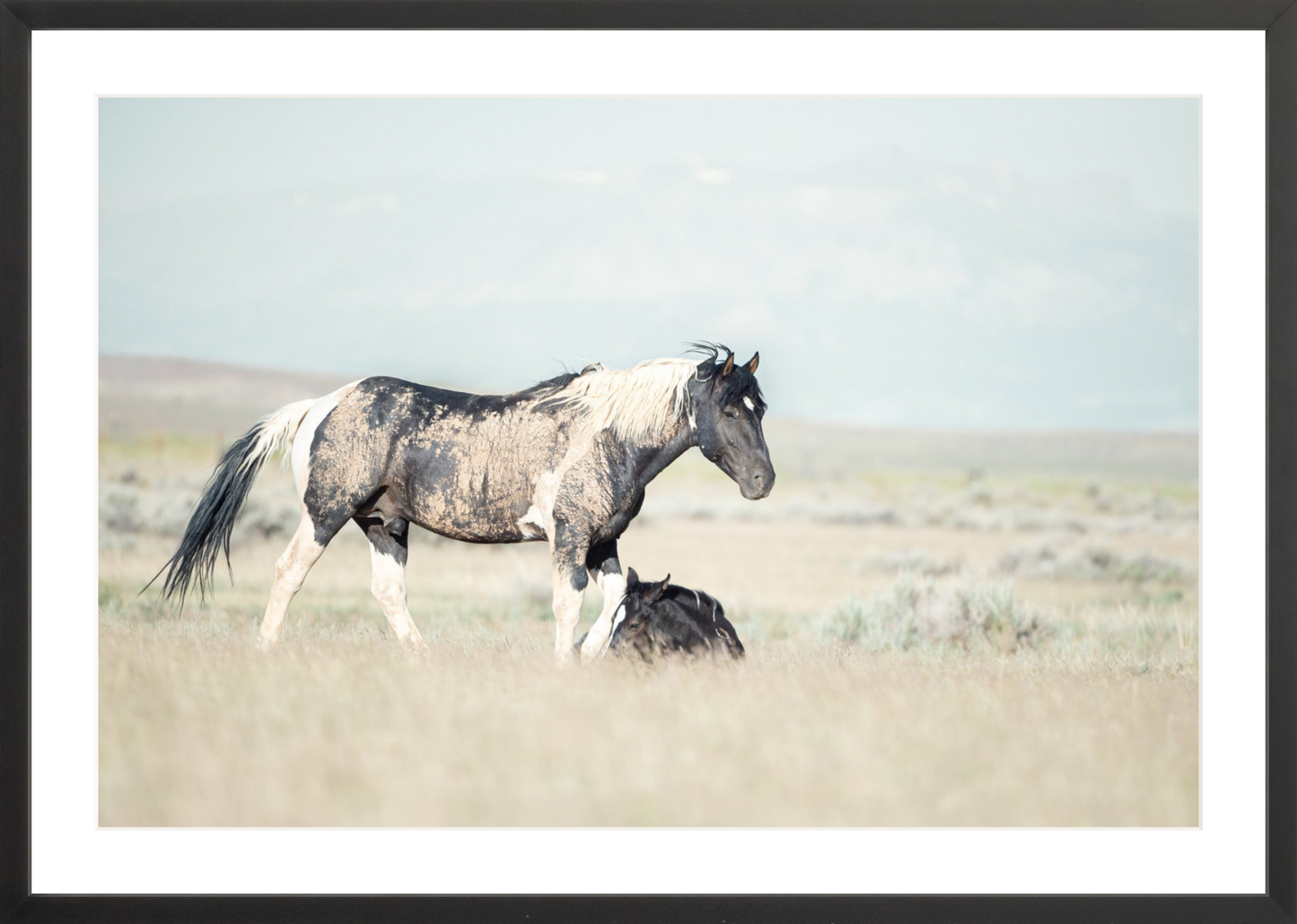 30"x20" / Black / Border