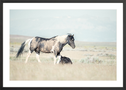 30"x20" / Black / Border
