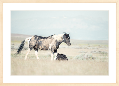 24"x16" / Natural / Border