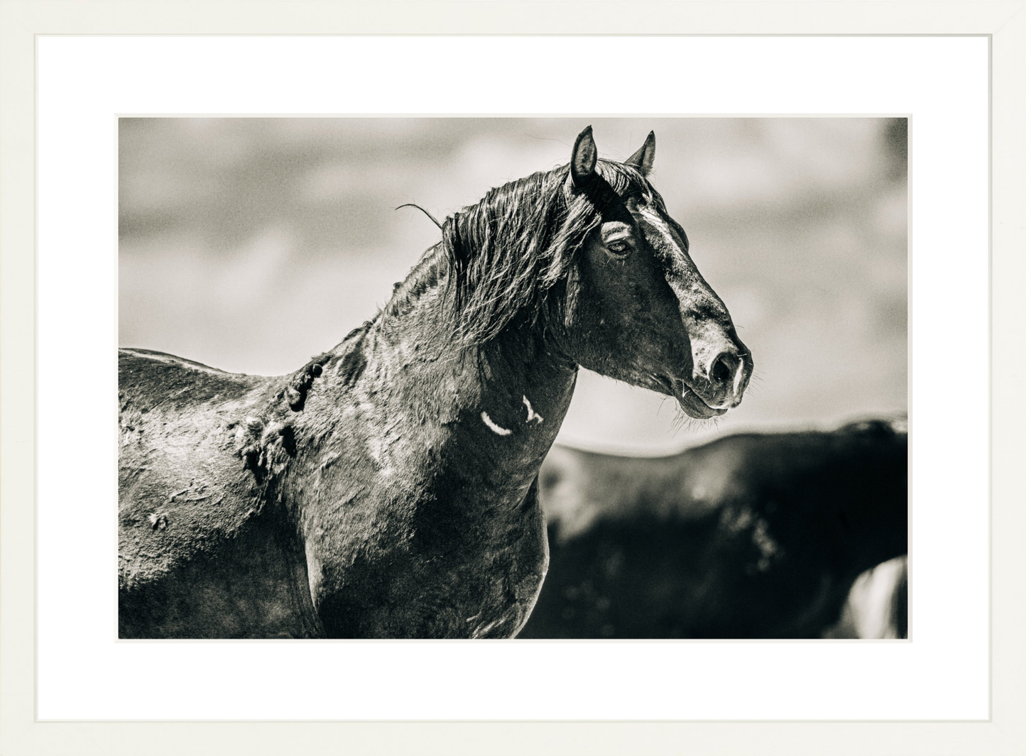 18"x12" / White / Border