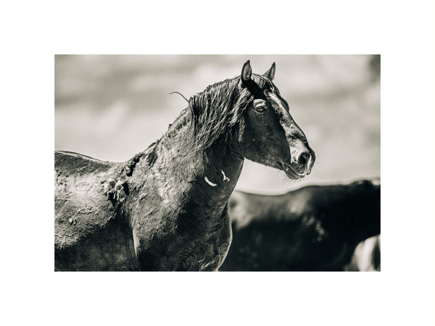 18"x12" / No Frame / Border