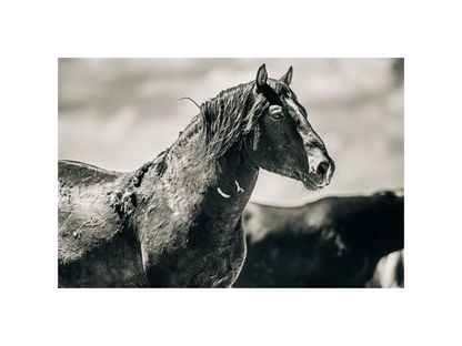 18"x12" / No Frame / Border