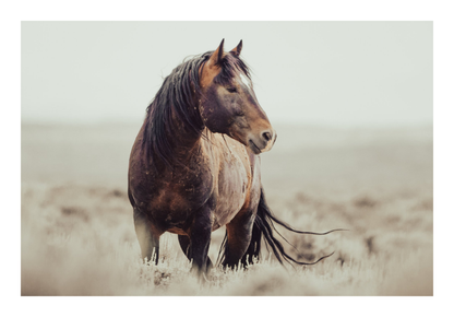 60"x40" / No Frame / Border