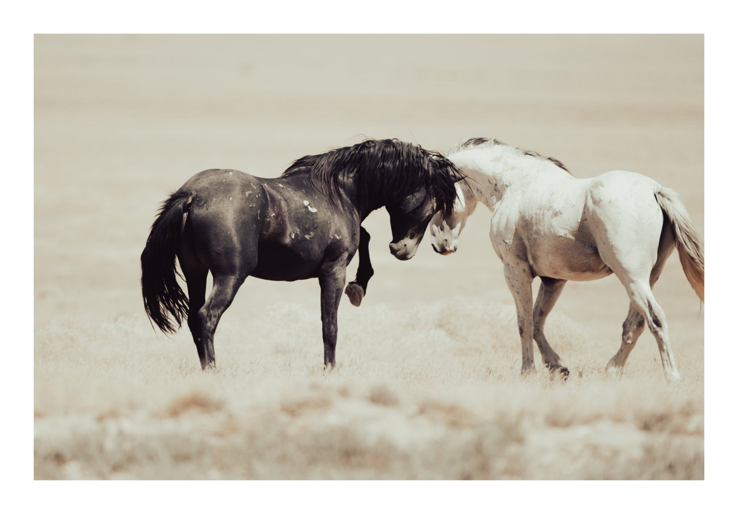 60"x40" / No Frame / Border