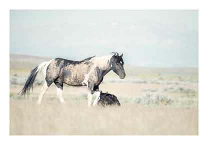 60"x40" / No Frame / Border