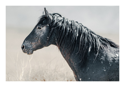 60"x40" / No Frame / Border