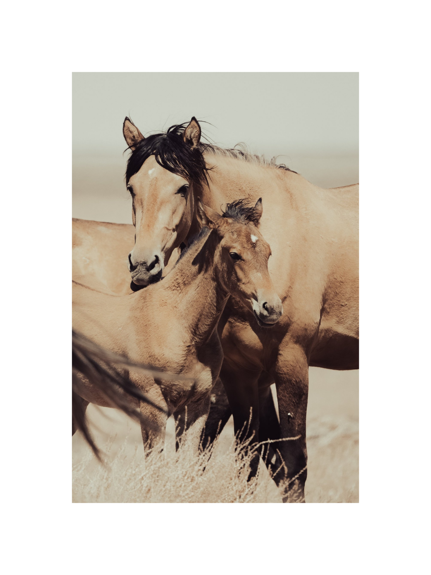 12"x18" / No Frame / Border