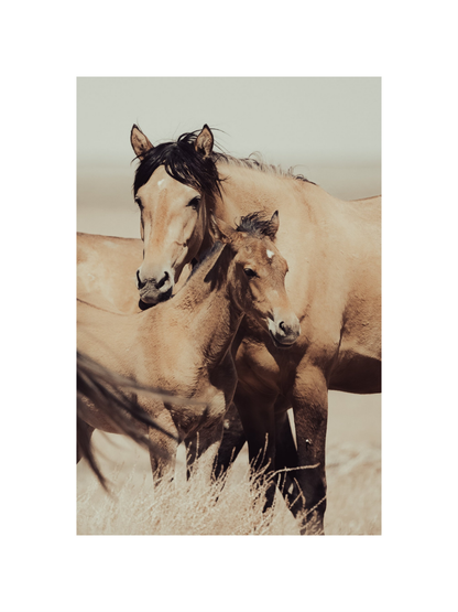 12"x18" / No Frame / Border