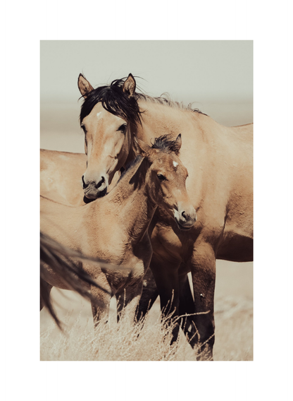 16"x24" / No Frame / Border