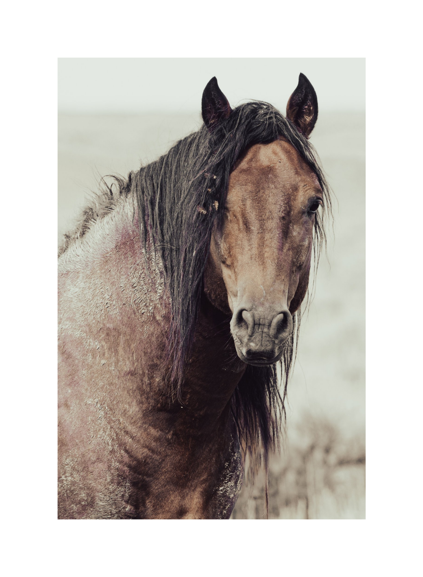 16"x24" / No Frame / Border