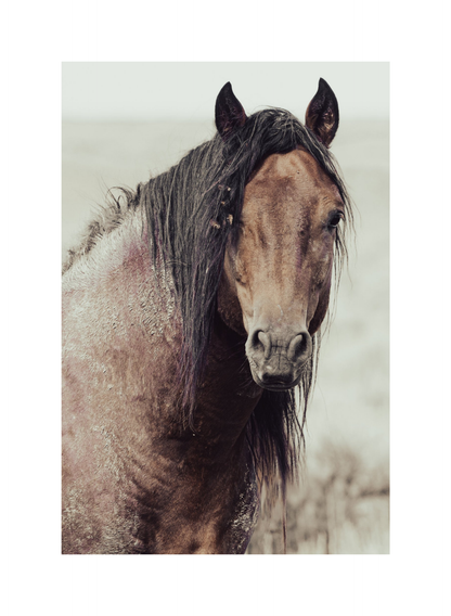 16"x24" / No Frame / Border