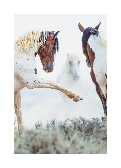 20"x30" / No Frame / Border