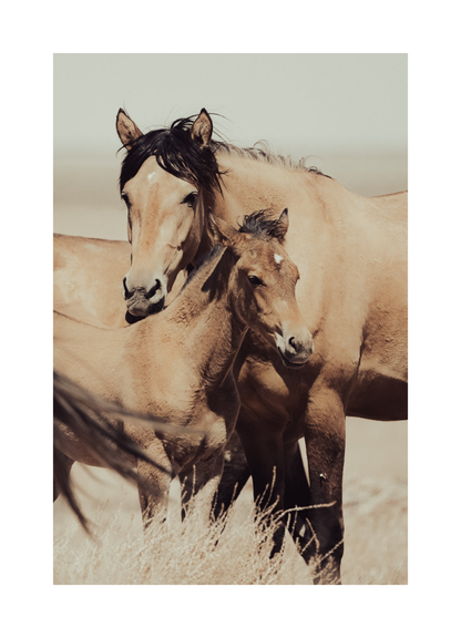 20"x30" / No Frame / Border