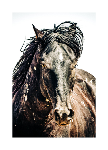 20"x30" / No Frame / Border