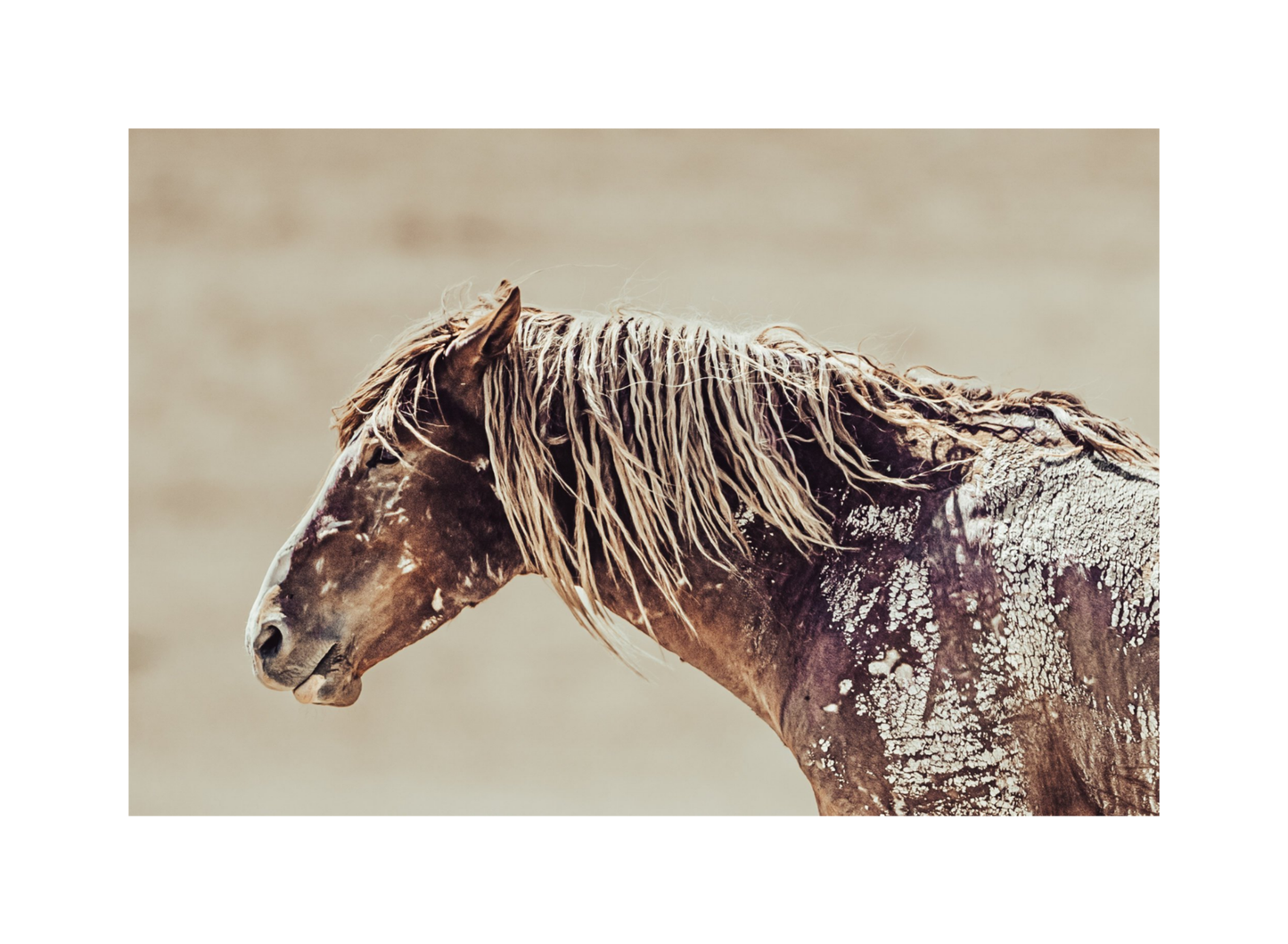 24"x16" / No Frame / Border