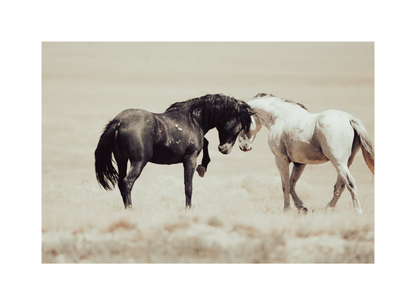 24"x16" / No Frame / Border
