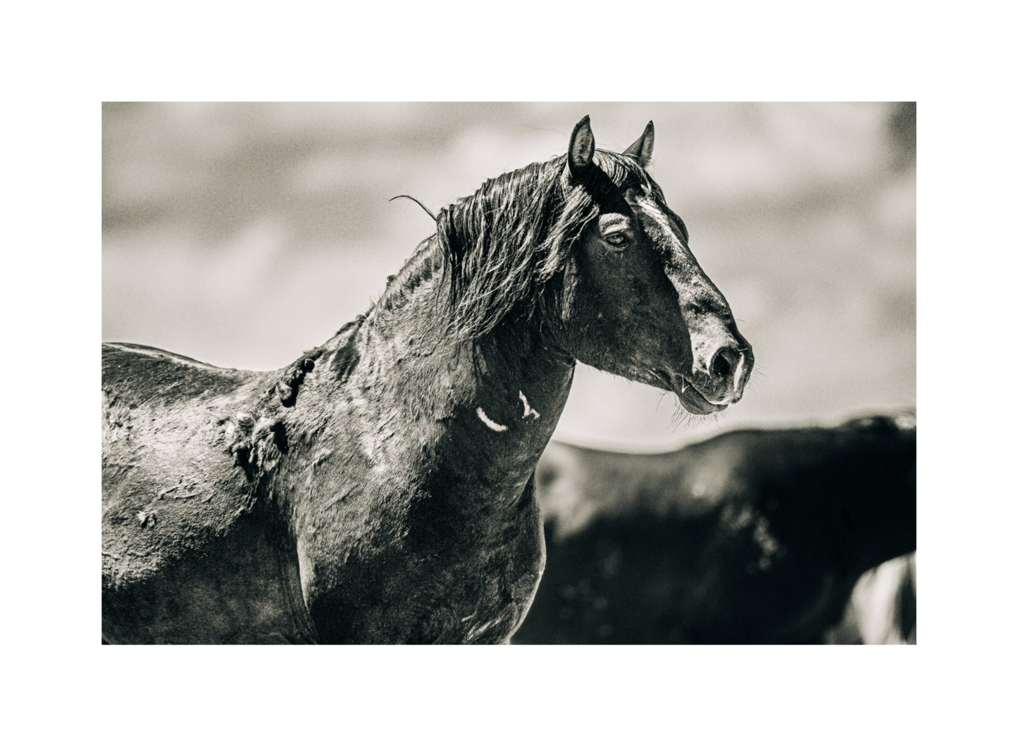 24"x16" / No Frame / Border