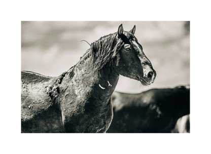24"x16" / No Frame / Border