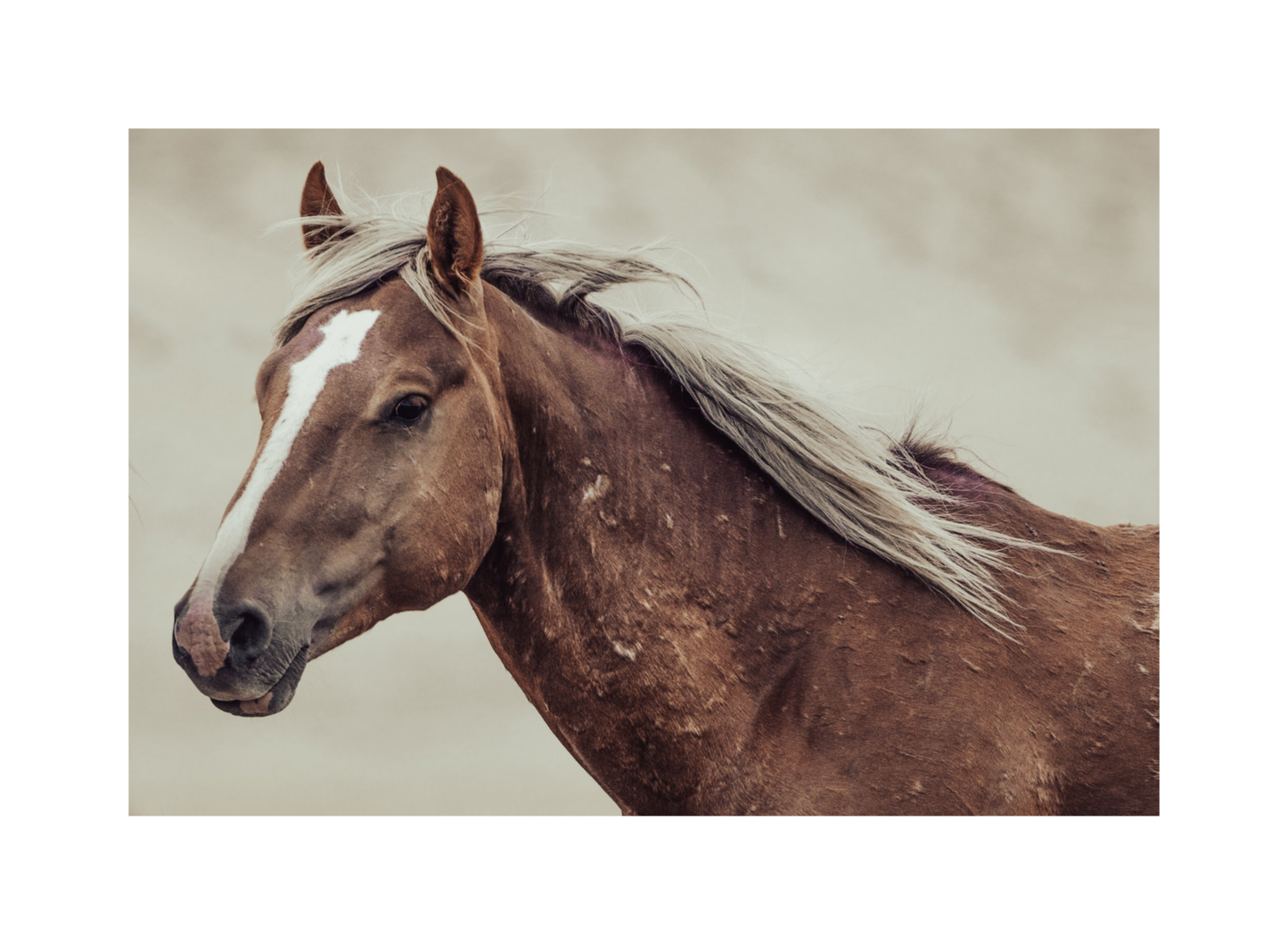 24"x16" / No Frame / Border