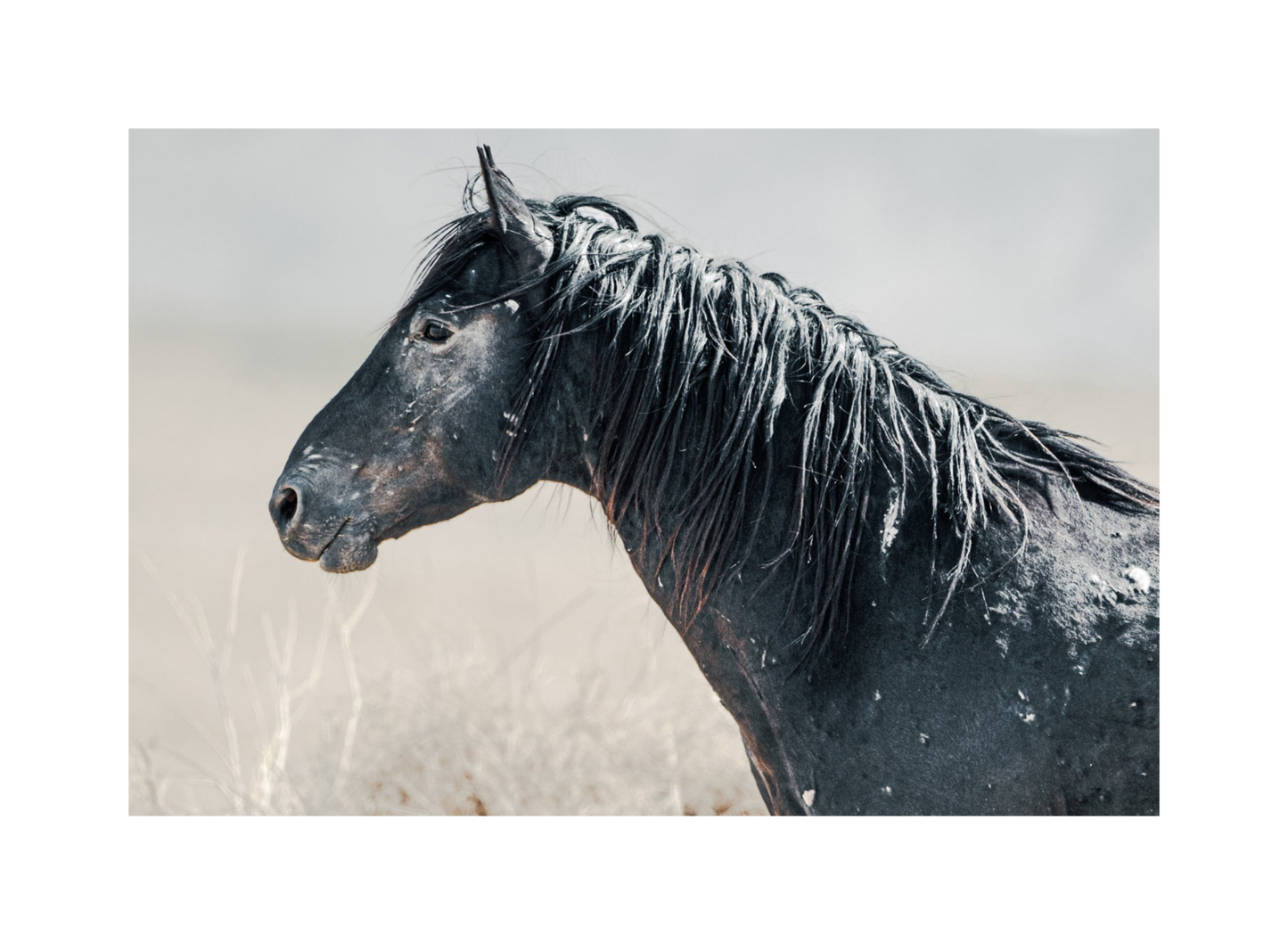 24"x16" / No Frame / Border