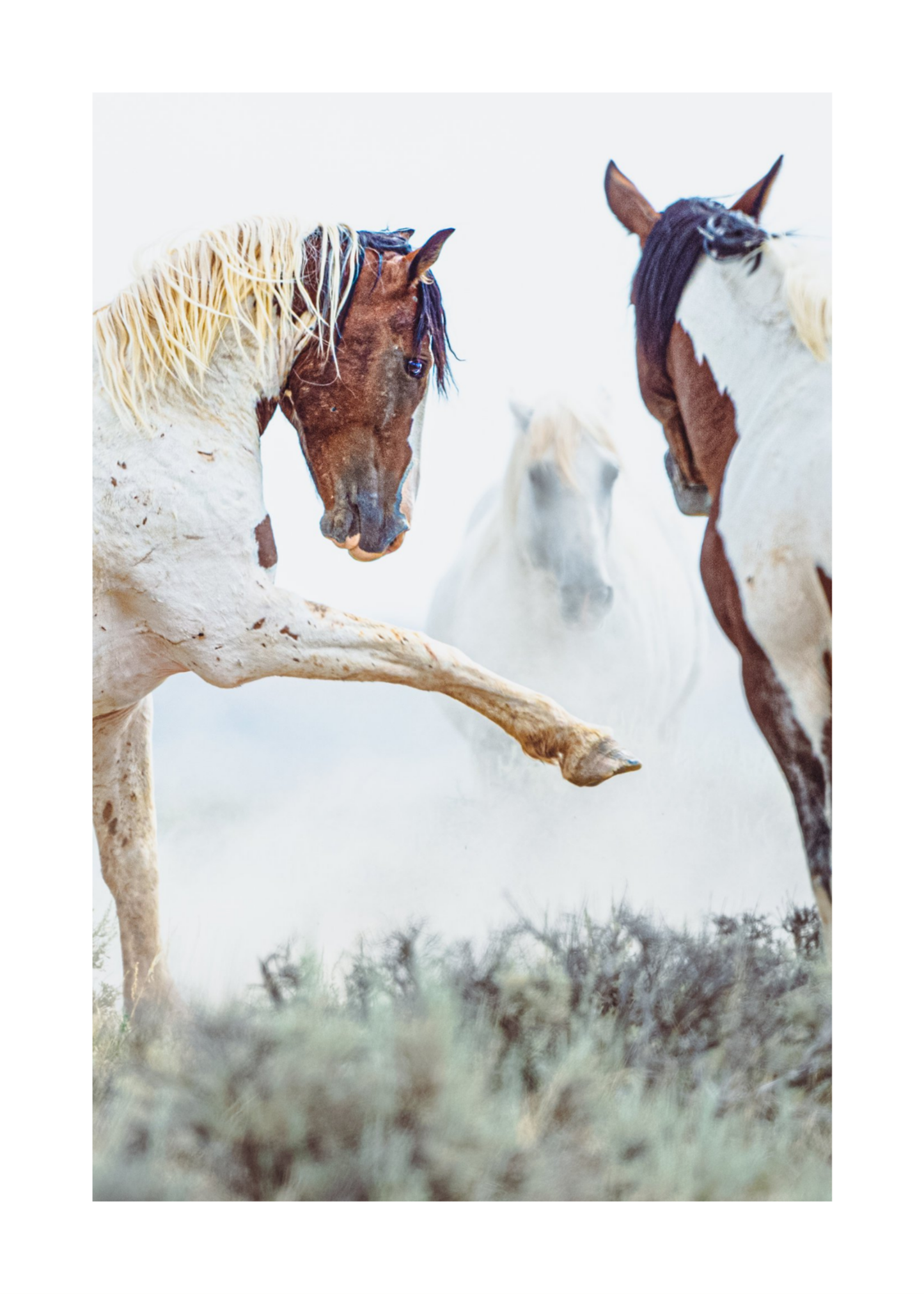 24"x36" / No Frame / Border