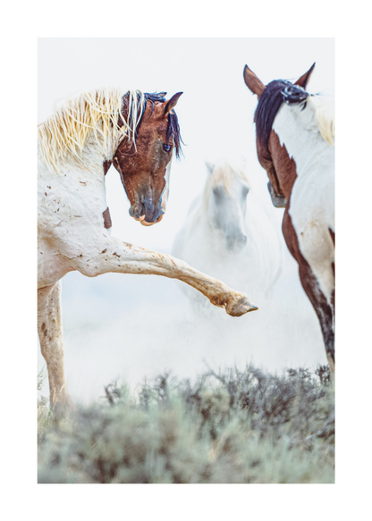 24"x36" / No Frame / Border