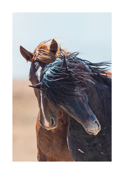24"x36" / No Frame / Border