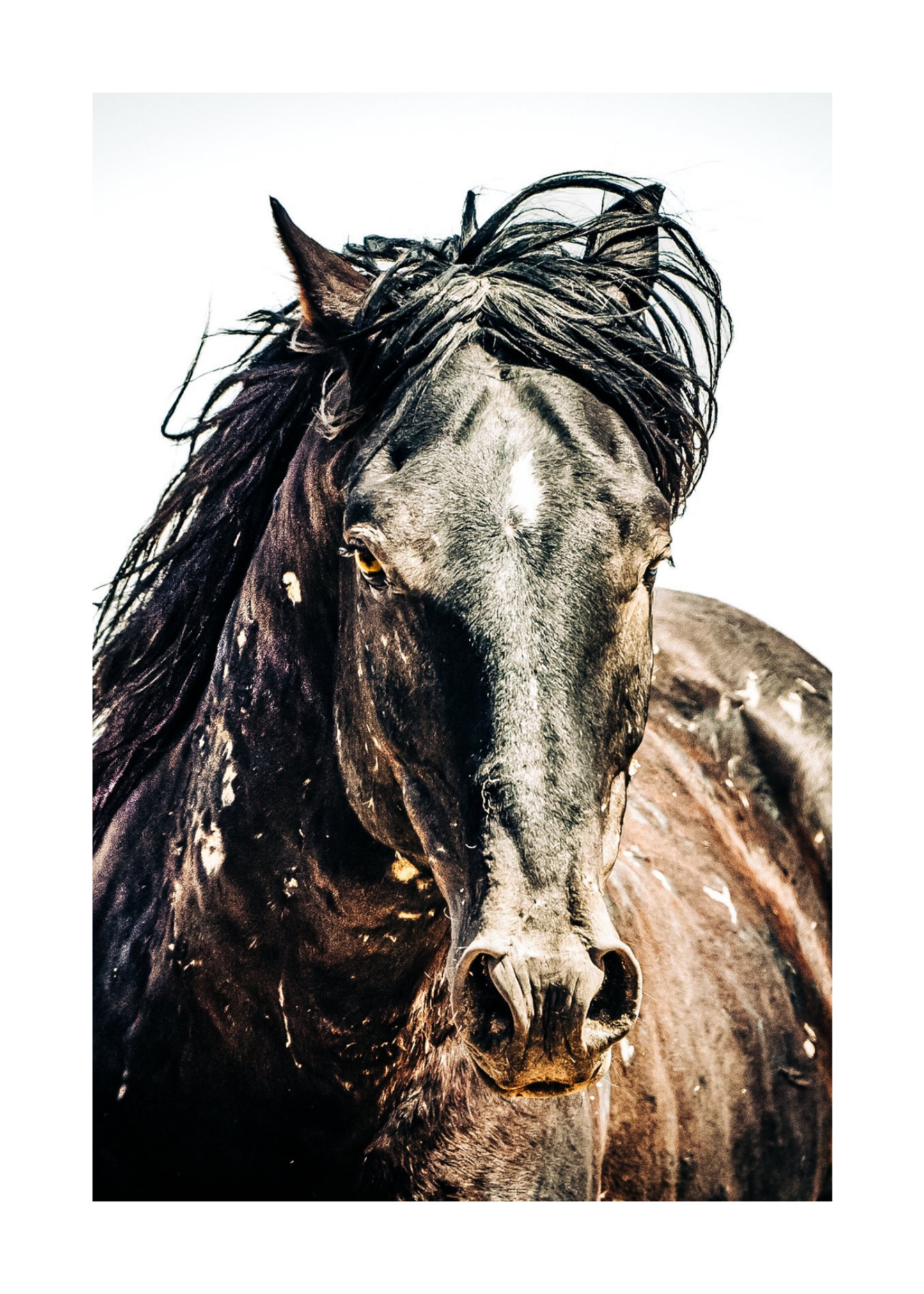 24"x36" / No Frame / Border