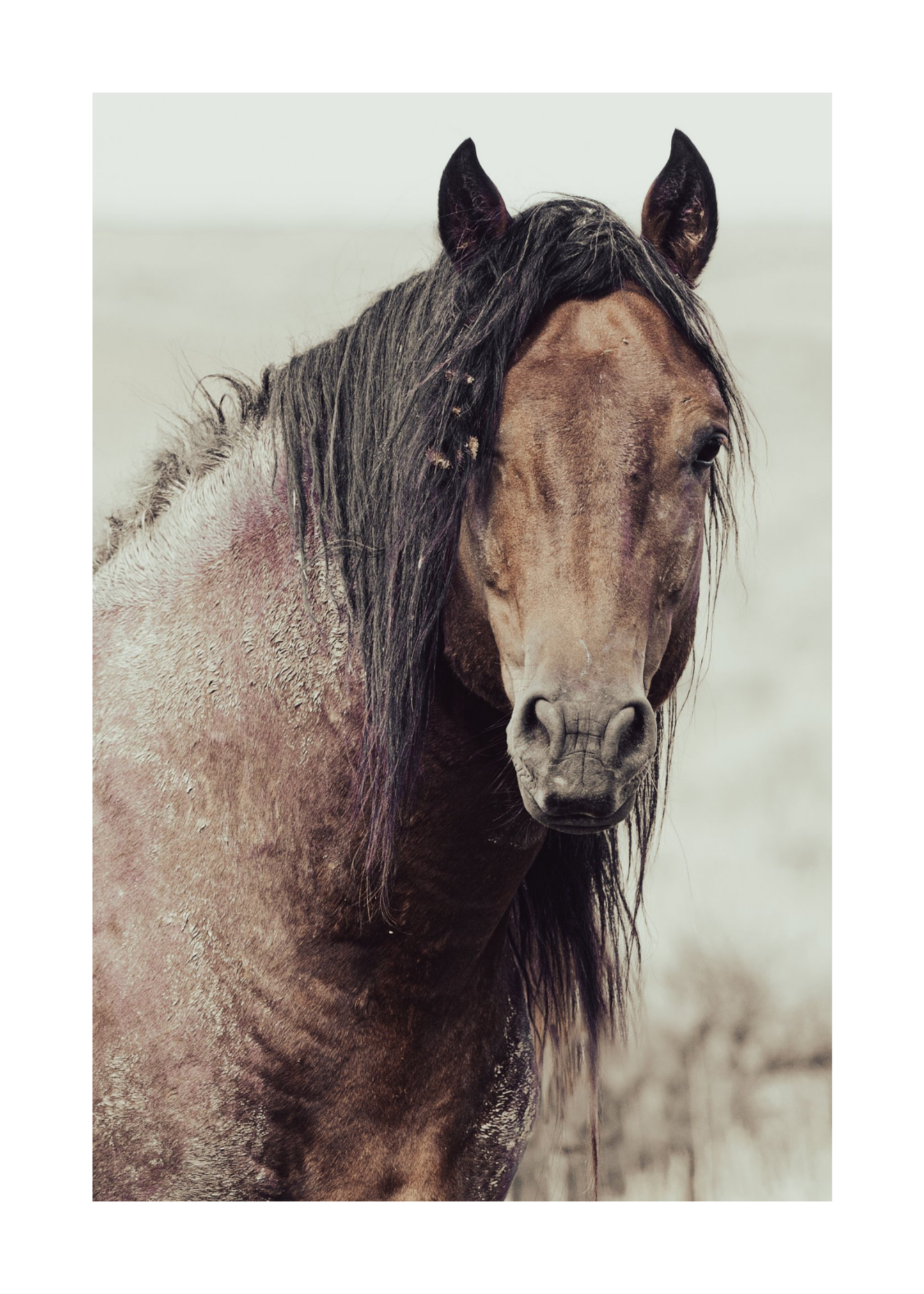 24"x36" / No Frame / Border