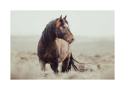 30"x20" / No Frame / Border